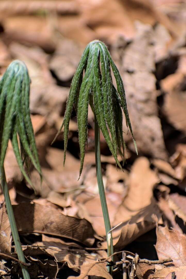 Syneilesis palmata (Thunb.) Maxim. resmi