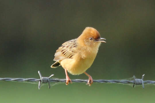 Cisticola exilis (Vigors & Horsfield 1827) resmi