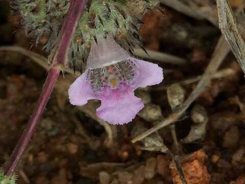 صورة Lepidagathis cristata Willd.