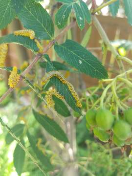 Image of Mountain-ash sawfly