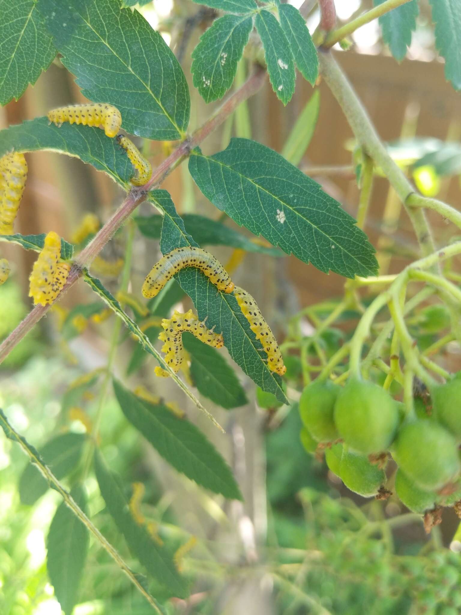 Image of Mountain-ash sawfly