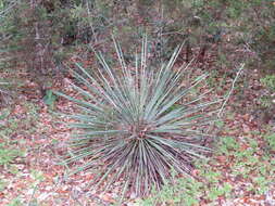 Image of Buckley's yucca