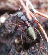Image of Camponotus chalceus Crawley 1915