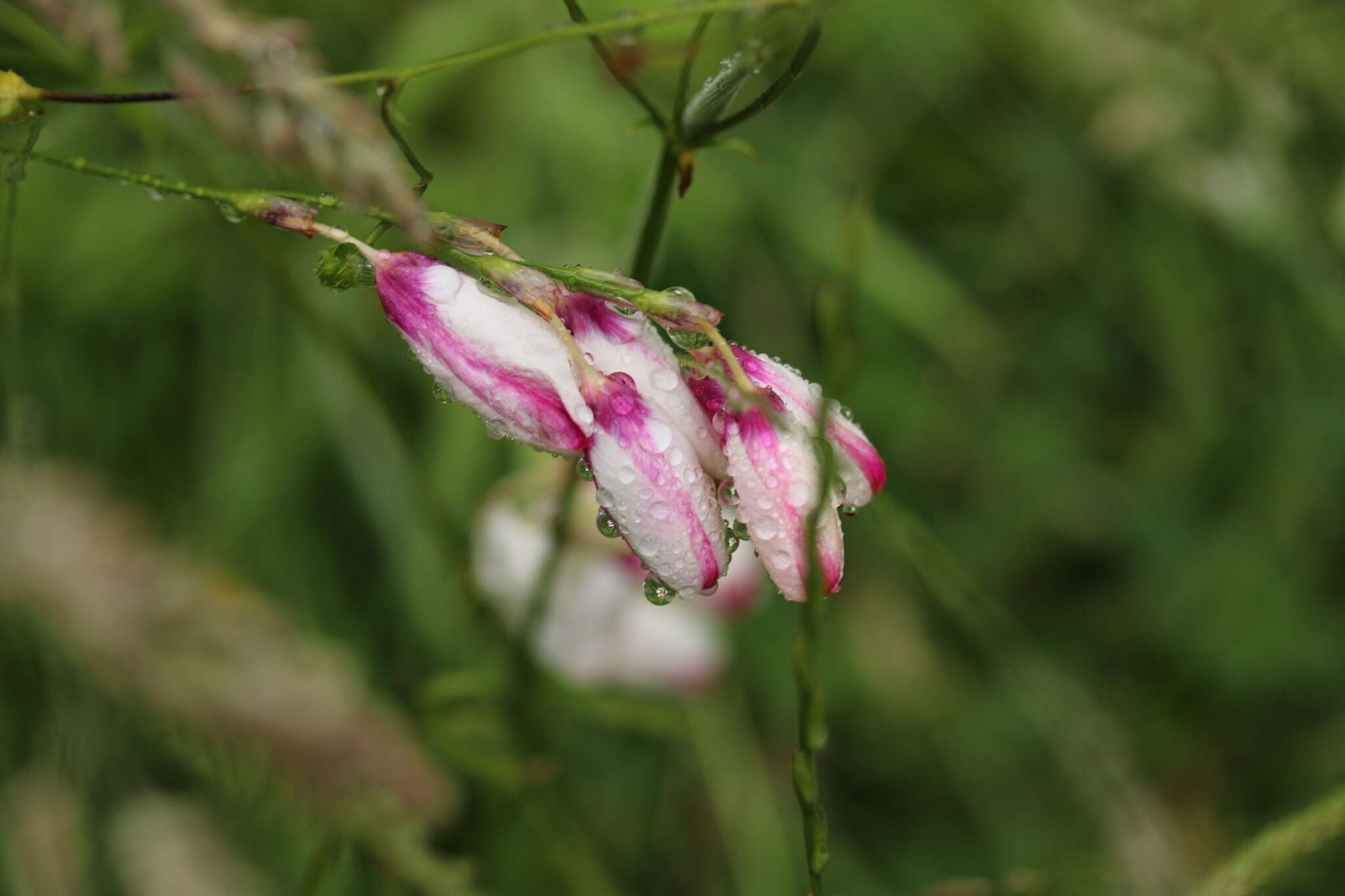 Image of belllflower African cornlily