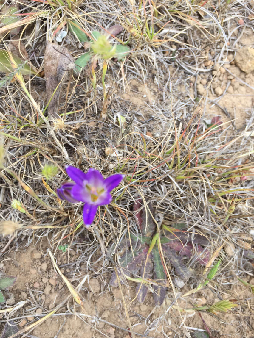 Image of harvest brodiaea