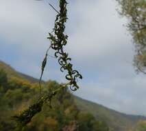 Image of western waterweed