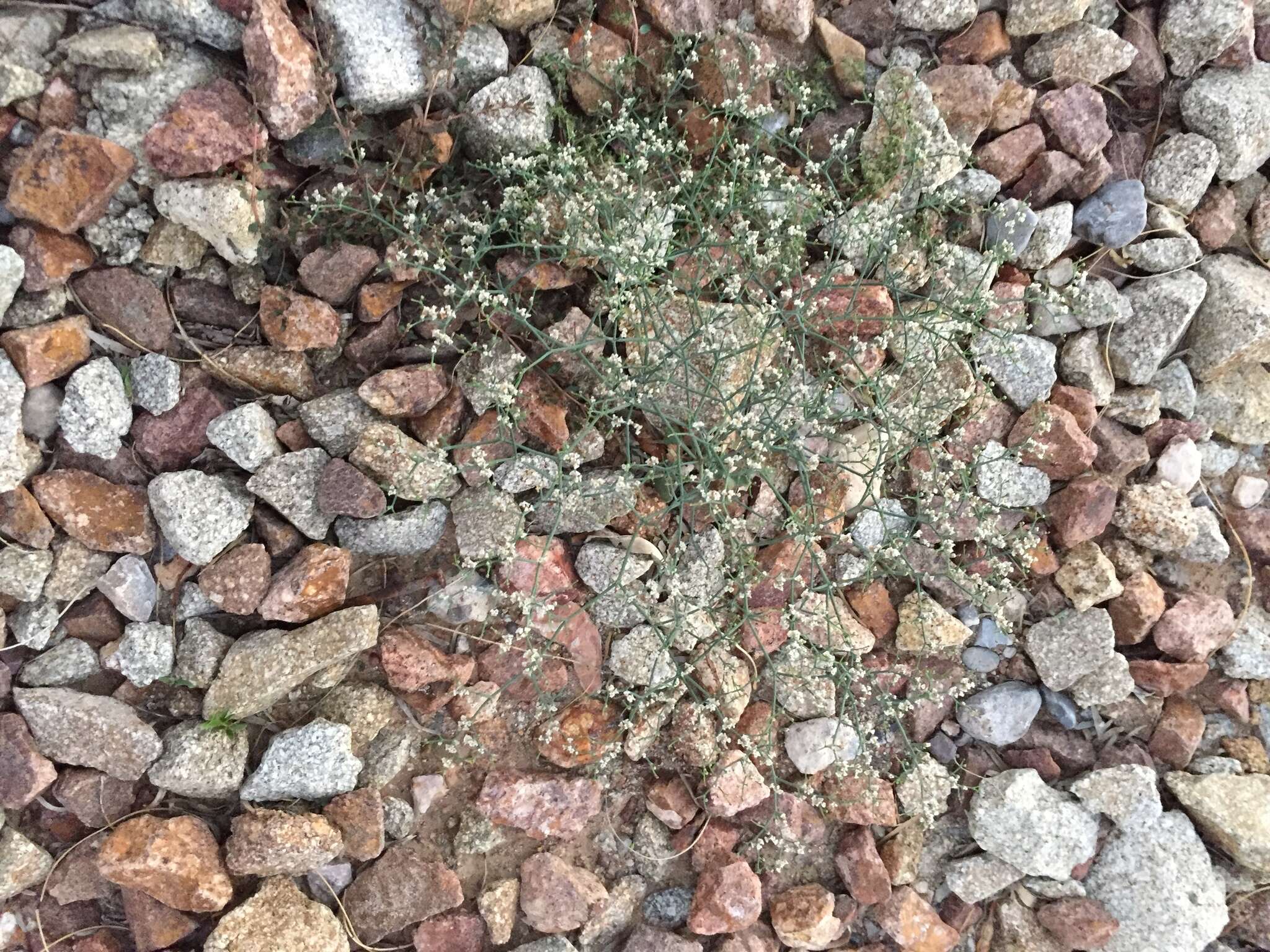 Imagem de Eriogonum rotundifolium Benth.