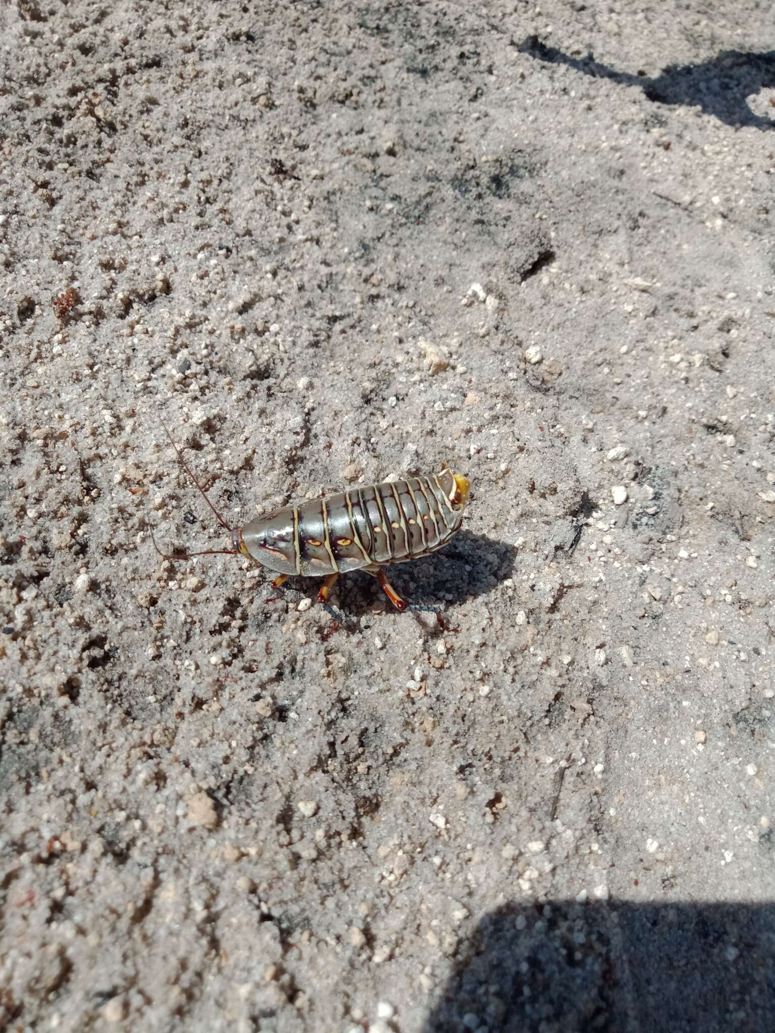 Image of Mardi Gras Cockroach