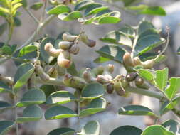 Image de Indigofera coerulea Roxb.