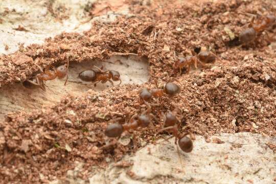 Image de Lasius hayashi Yamauchi & Hayashida 1970