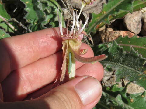 Image de Oenothera cespitosa Nutt.