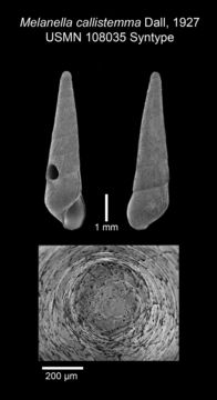 Image of <i>Melanella callistemma</i> Dall 1927