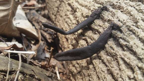 صورة Xylaria primorskensis Y. M. Ju, H. M. Hsieh, Lar. N. Vassiljeva & Akulov 2009