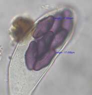 صورة Saccobolus citrinus Boud. & Torrend 1911