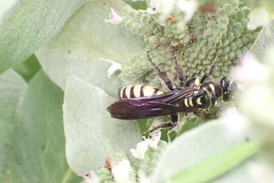 Myzinum maculatum (Fabricius 1793) resmi