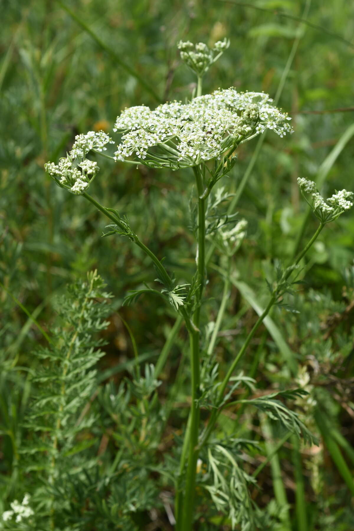 Aulacospermum anomalum (Ledeb.) Ledeb. resmi