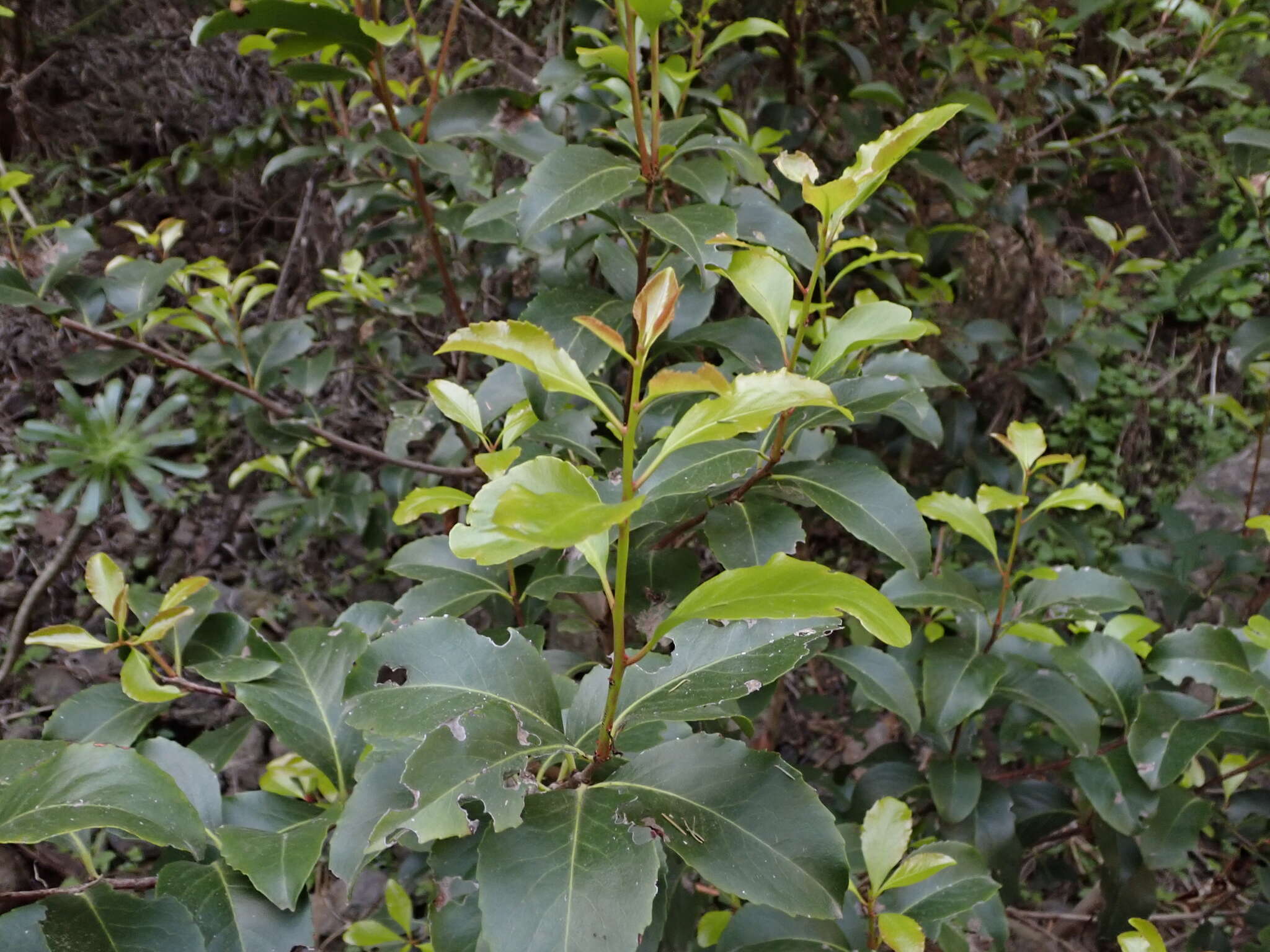 Plancia ëd Gymnosporia cassinoides (L'Hér.) Masf.