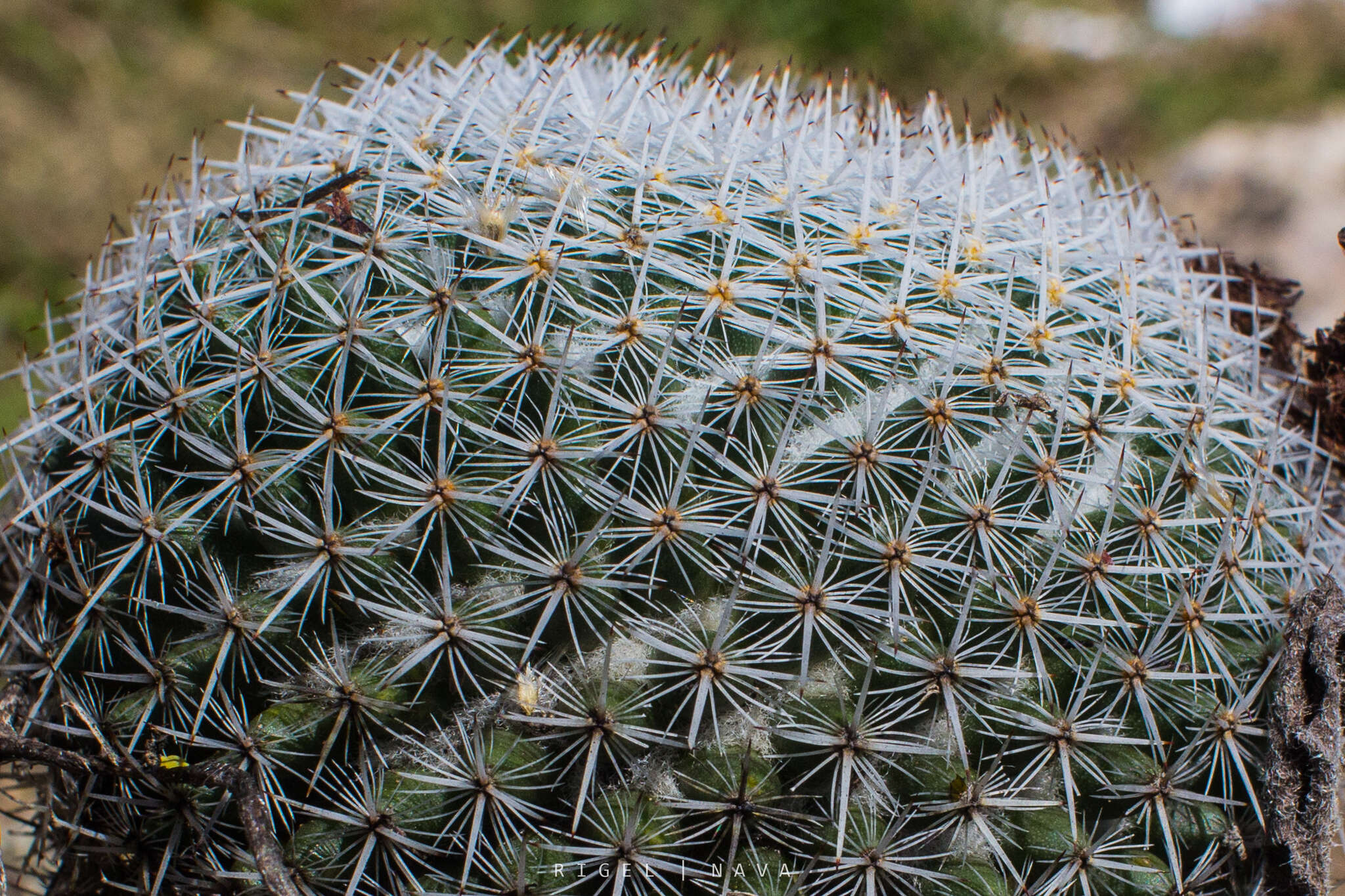 Image of Mammillaria albilanata subsp. oaxacana D. R. Hunt