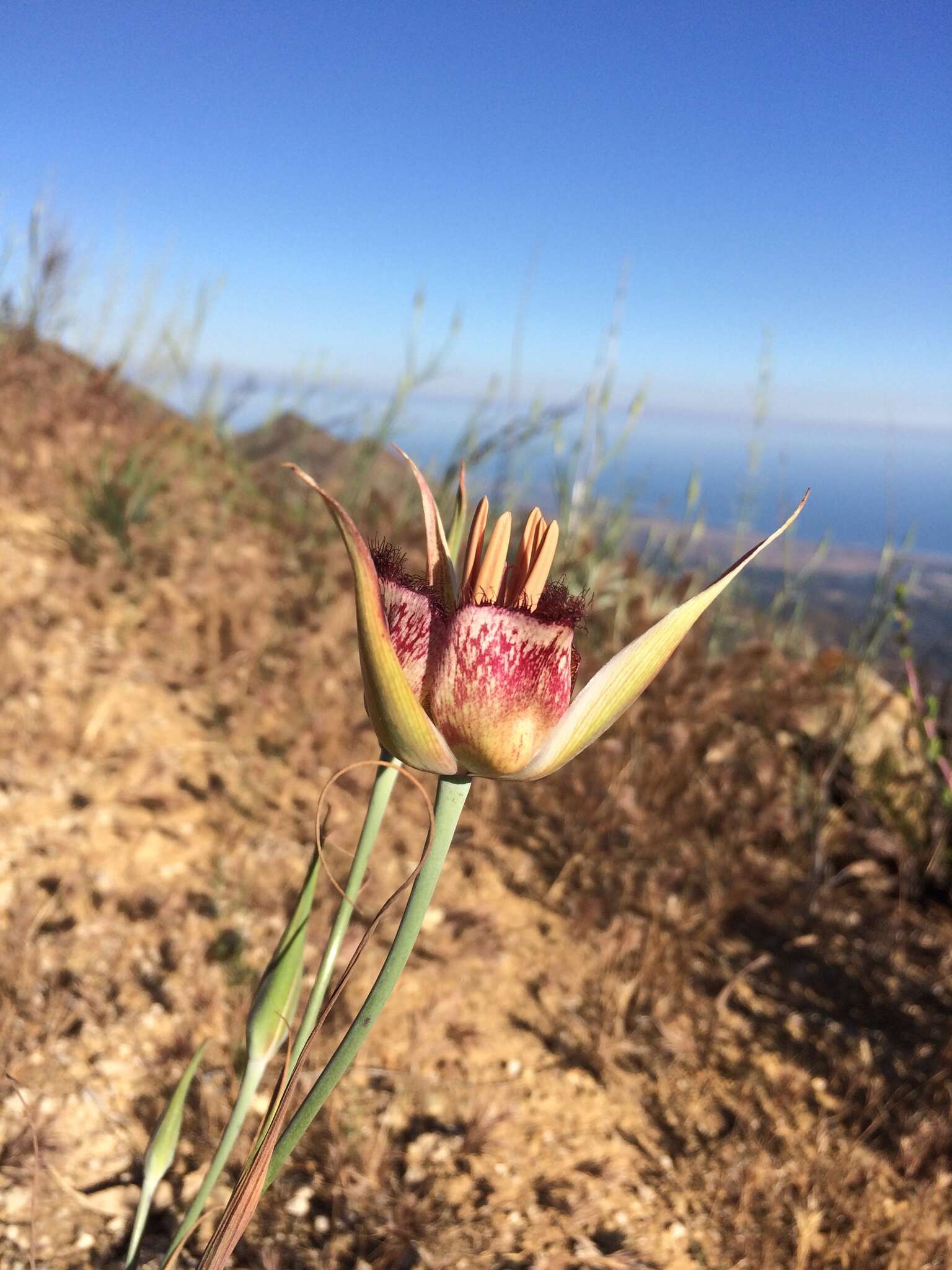 Calochortus fimbriatus H. P. McDonald resmi