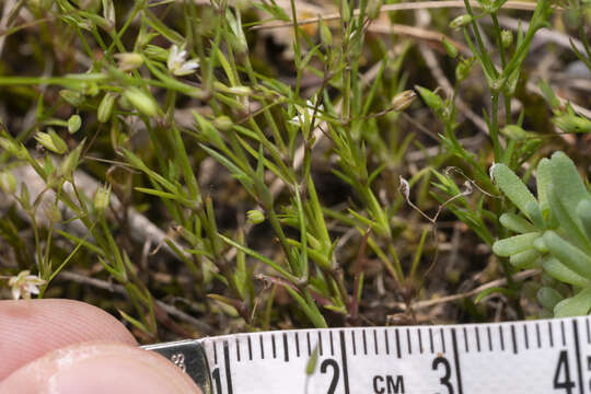 Image of Sabulina tenuifolia (L.) Rchb.