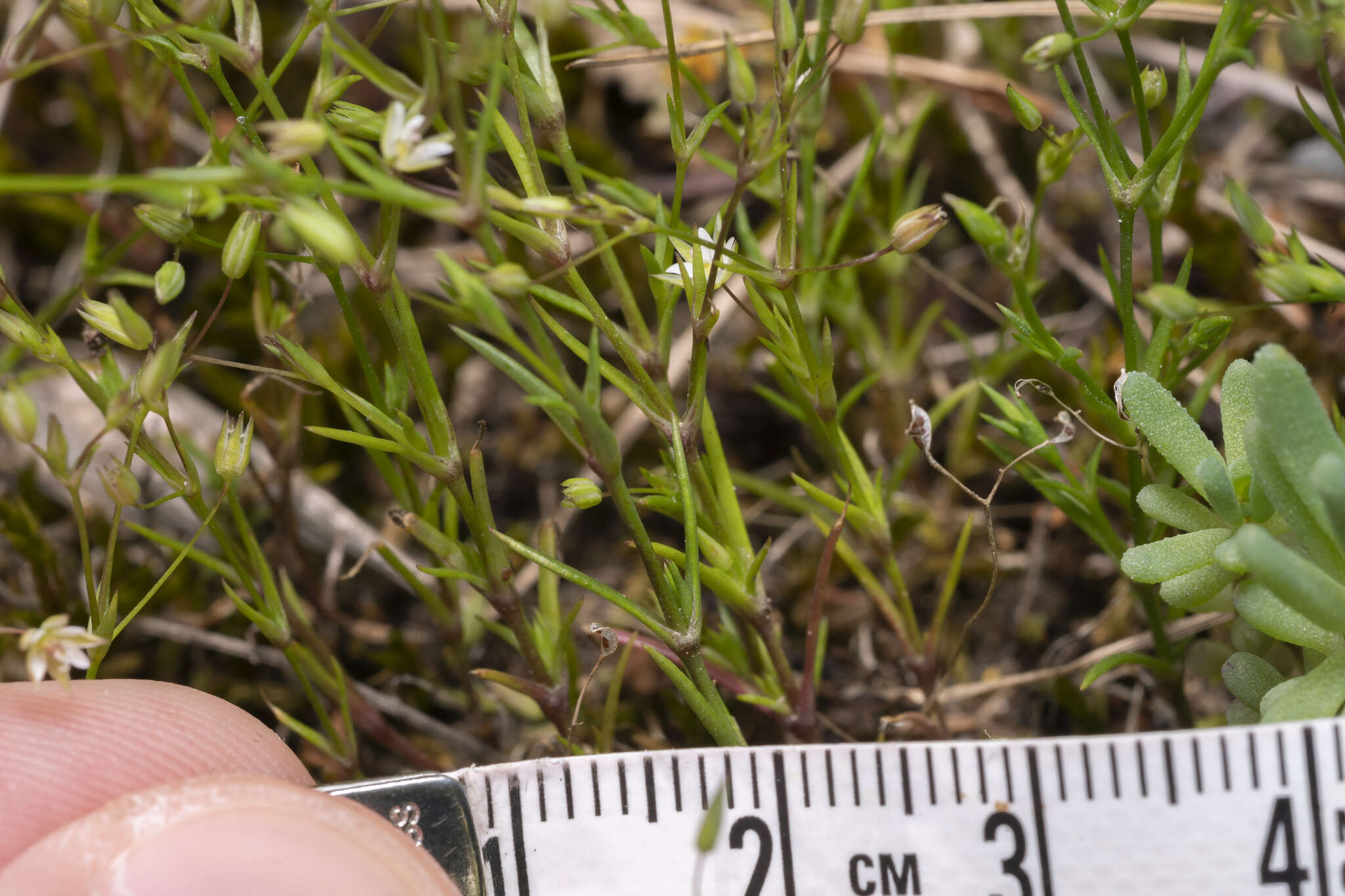 Imagem de Sabulina tenuifolia (L.) Rchb.