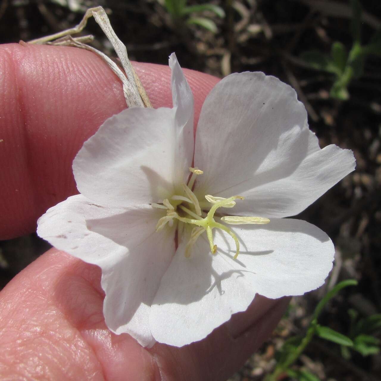 Image of whitest evening primrose