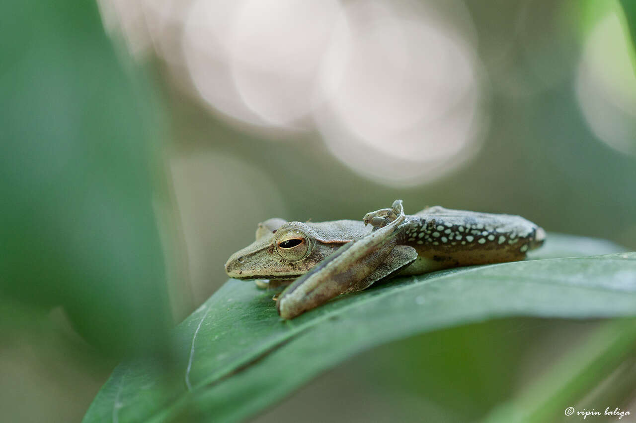 Image of Himalayan Tree Frog