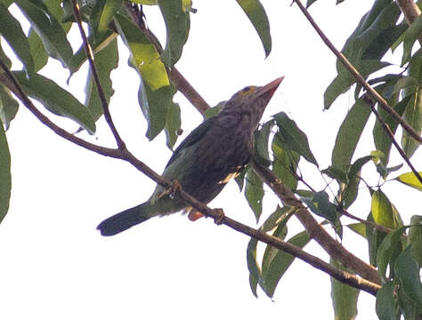 Psilopogon lineatus (Vieillot 1816) resmi