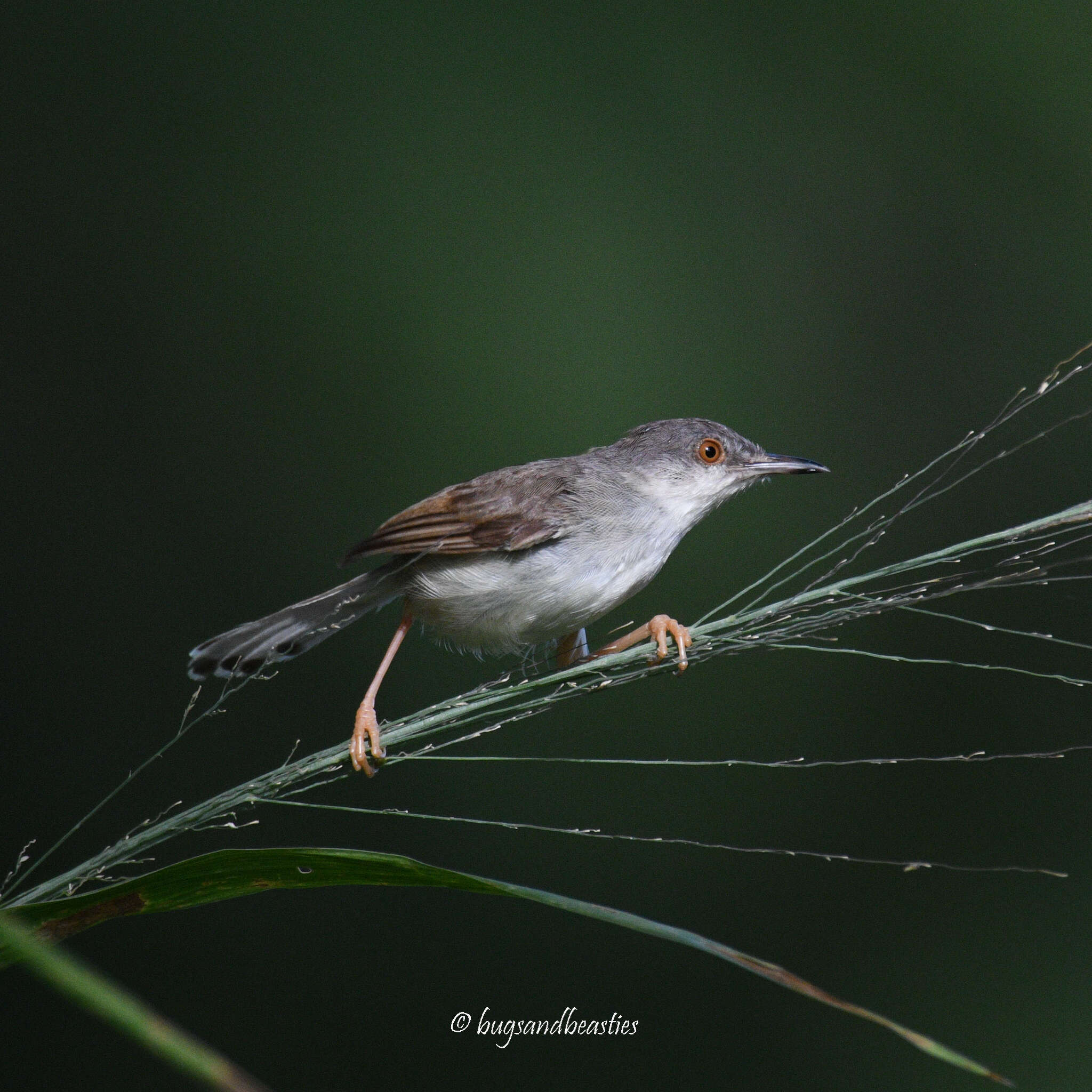 Image of Rufescent Prinia