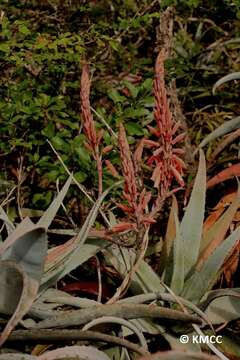 Image of Aloe newtonii J.-B. Castillon