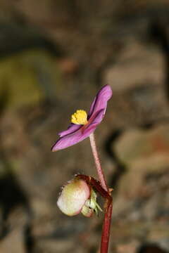 Image of Begonia austrotaiwanensis Y. K. Chen & C. I. Peng