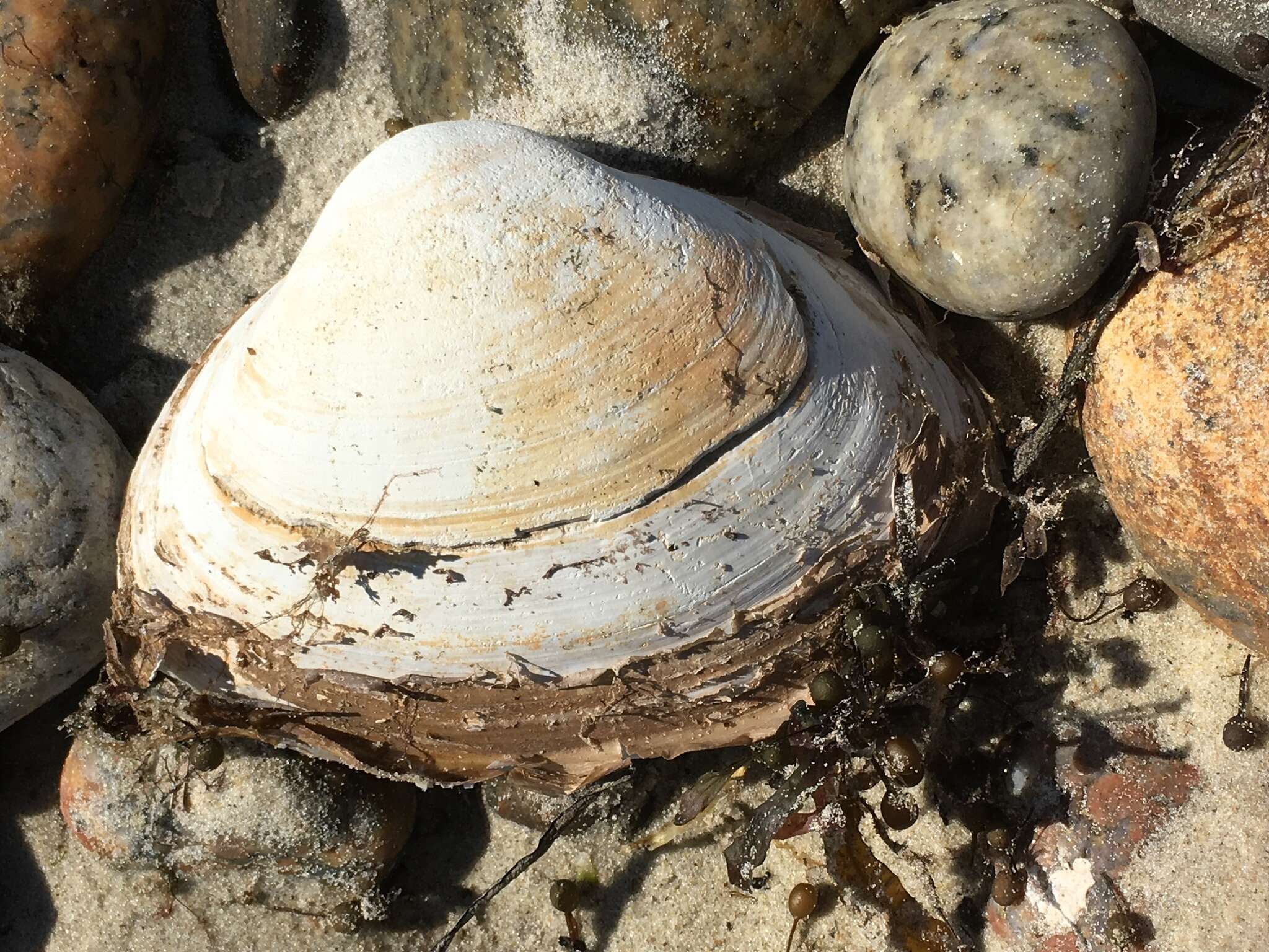 Image of Atlantic surf clam