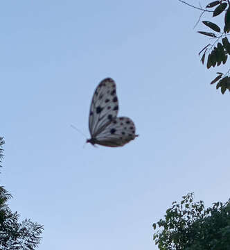 Image of Ideopsis gaura perakana Fruhstorfer 1898