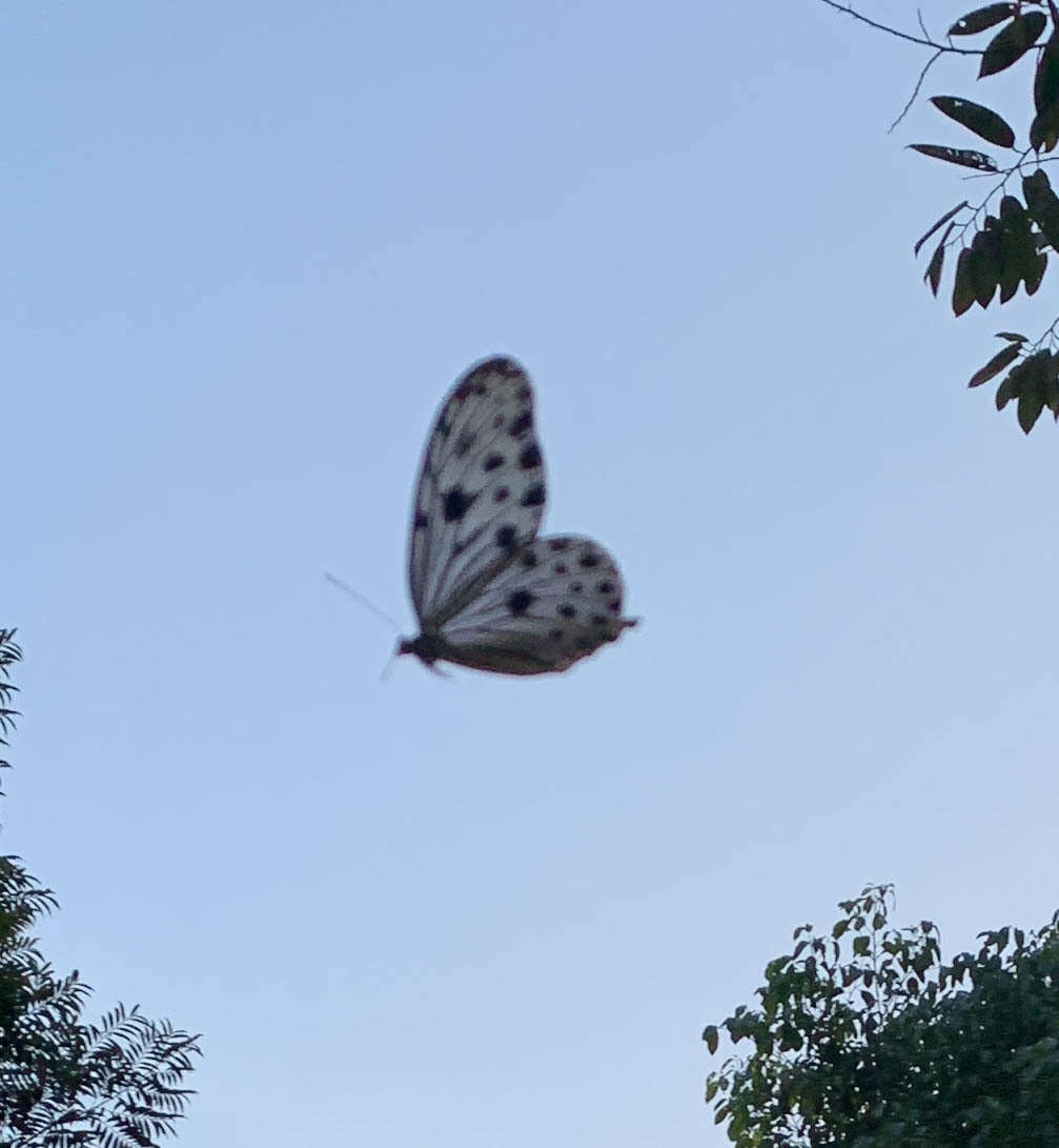 Sivun Ideopsis gaura perakana Fruhstorfer 1898 kuva