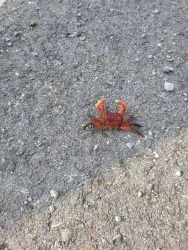 Image of heavy marsh crab