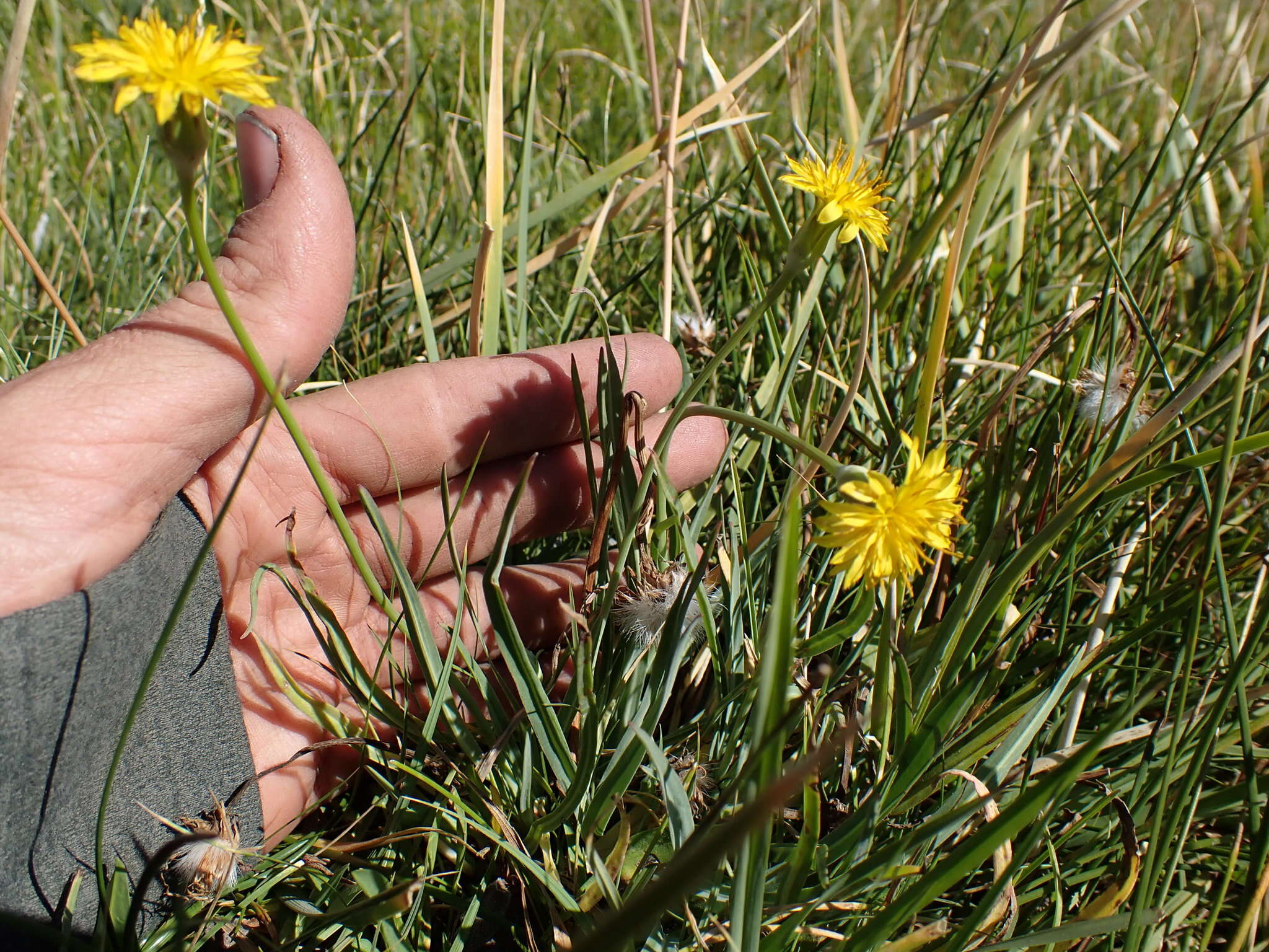 صورة <i>Agoseris <i>glauca</i></i> var. glauca