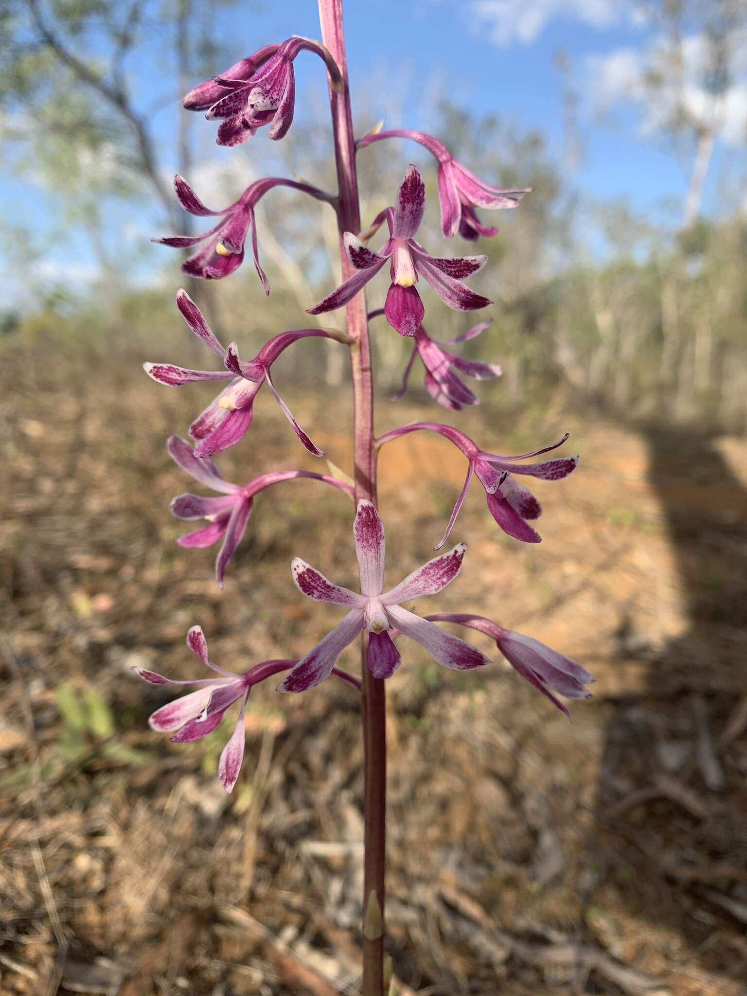 Image of elegant hyacinth-orchid