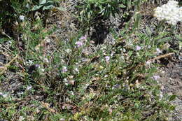 Image of dwarf milkvetch