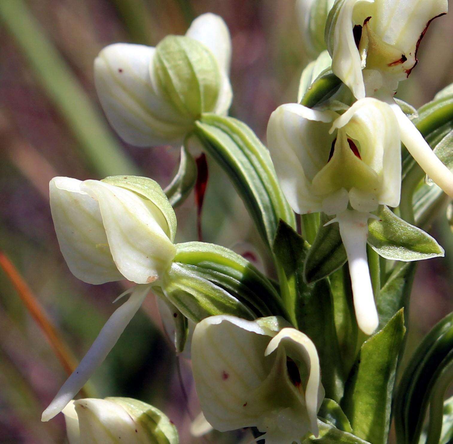 Image of Habenaria epipactidea Rchb. fil.