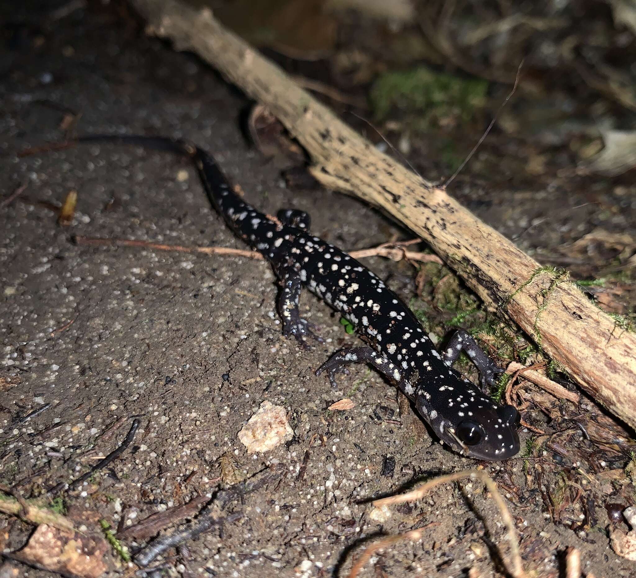 Image of Cumberland Plateau Salamander