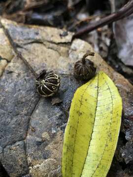 Image of Axinaea macrophylla (Naud.) Triana