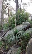 Image of Xanthorrhoea arborea R. Br.