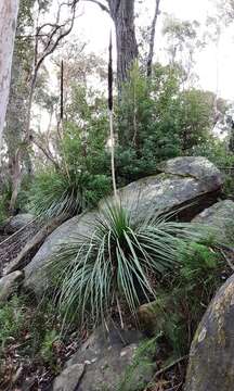 Image of Broad-leafed Grasstree