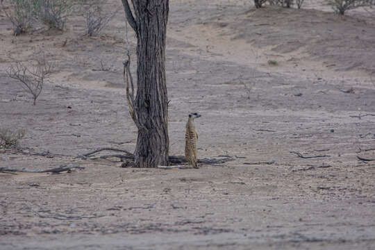 Image of Suricata suricatta suricatta (Schreber 1776)