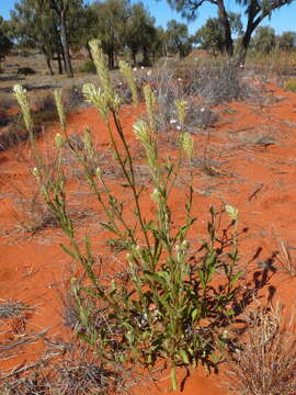 Image of Ptilotus polystachyus (Gaudich.) F. Müll.