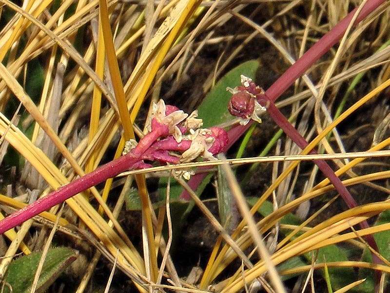 Imagem de Drimiopsis comptonii U. Müll.-Doblies & D. Müll.-Doblies