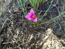 Image of Romulea camerooniana Baker