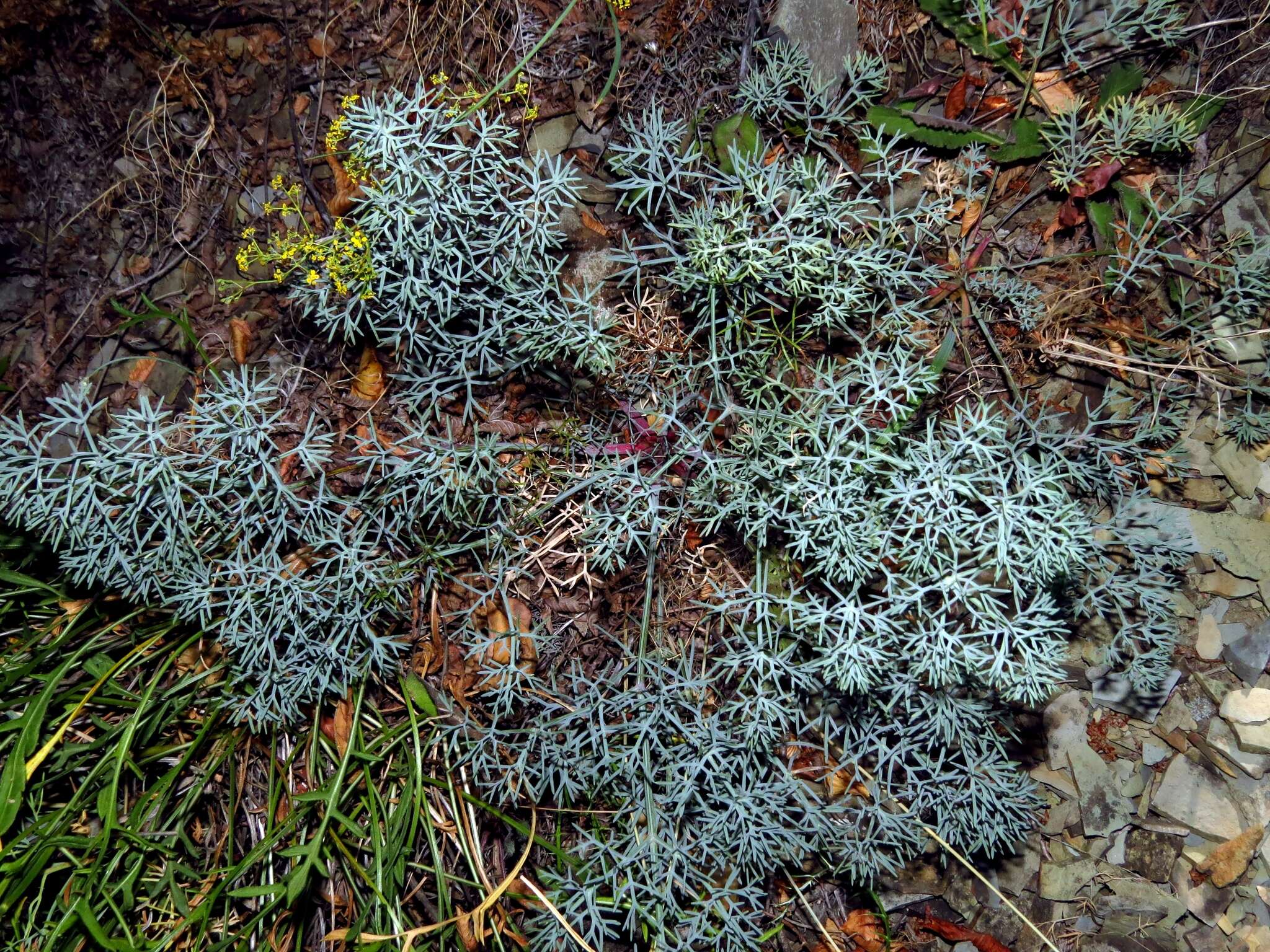 Image of Seseli ponticum Lipsky