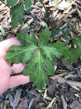 Image of Hoffmann's blacksnakeroot