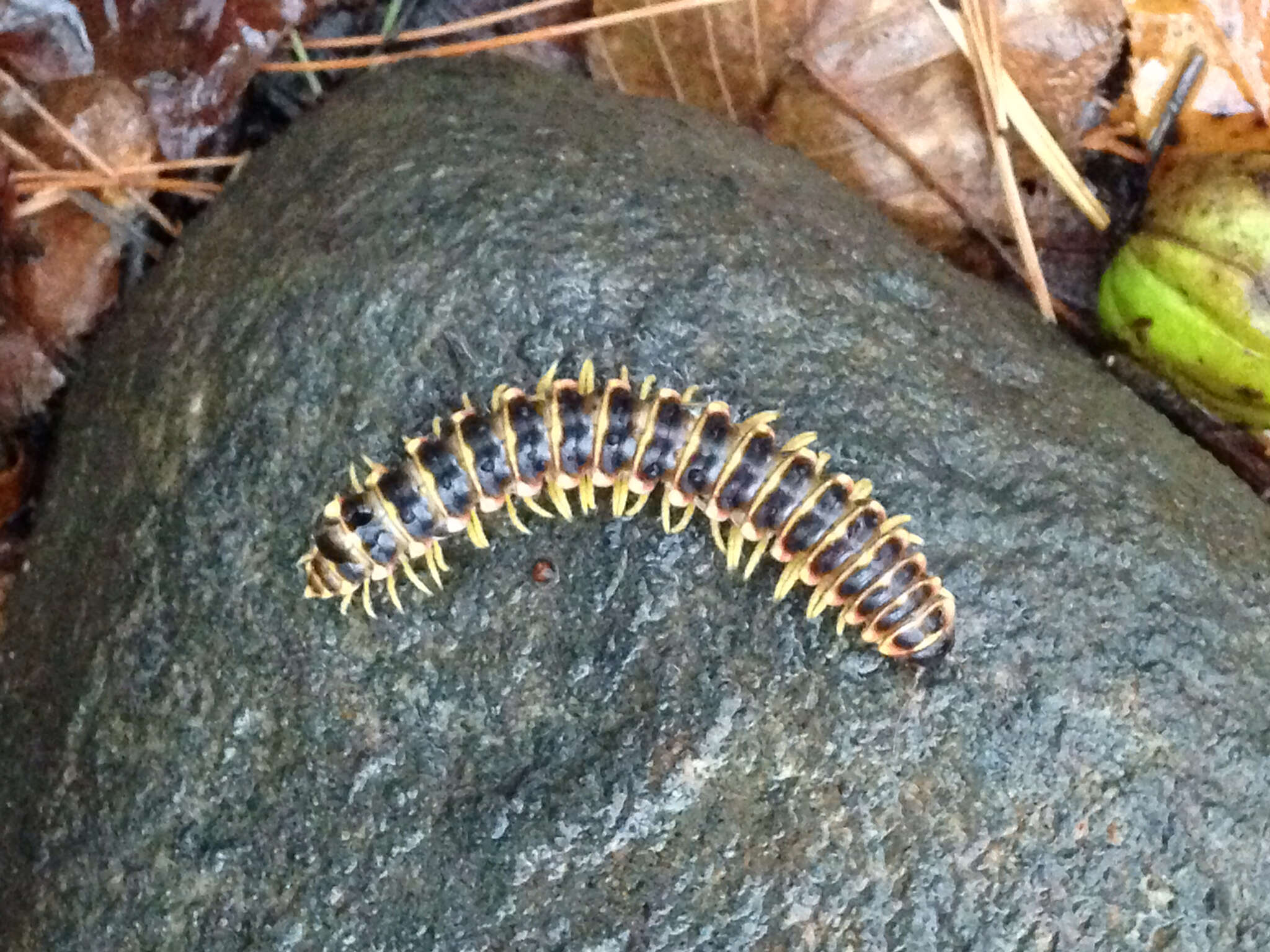 Sivun Rudiloria trimaculata trimaculata (Wood 1864) kuva